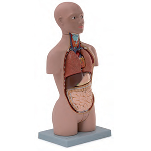 Anatomia torso umano